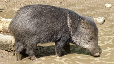 Photo of Aposentado infarta e morre após caçar e matar porco do mato em Itanhaém