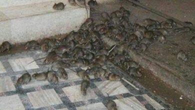 Photo of Ratos invadem bairros do Gaivota, Tupi e Bopiranga