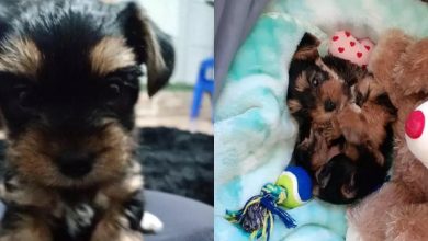 Photo of Bandidos furtam cachorro de menino autista em Mongaguá