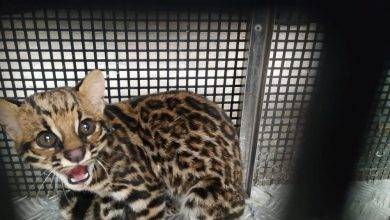 Photo of Jaguatirica é confundida com ‘gatinho’ ao invadir casa no Cibratel