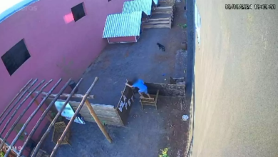 Photo of Criança de 9 anos invade clínica veterinária e esquarteja 23 animais; Câmera de segurança flagrou ação