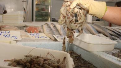 Photo of Mercado de Peixes de Santos tem festival com camarão cinza a partir de R$ 29,99